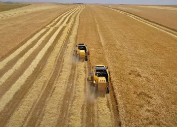 Hububatta tarihi rekolte