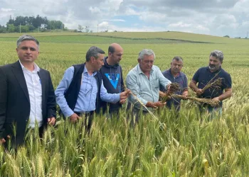 Buğday üretim alanlarında kontroller yapıldı
