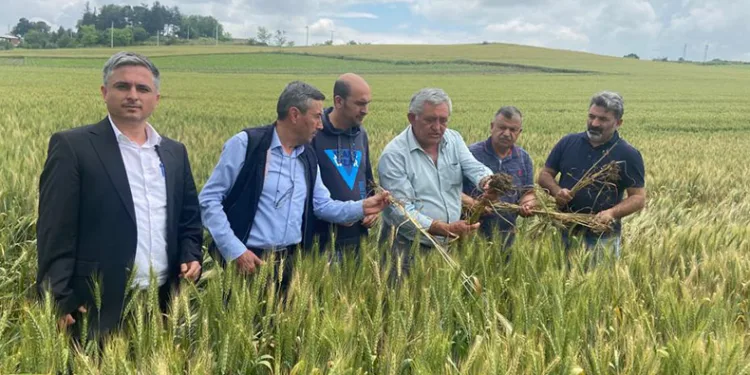 Buğday üretim alanlarında kontroller yapıldı