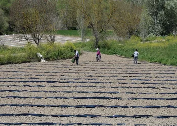 “Osmaneli karpuzu” ilçeye katma değer katacak