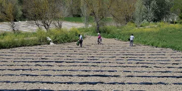 “Osmaneli karpuzu” ilçeye katma değer katacak