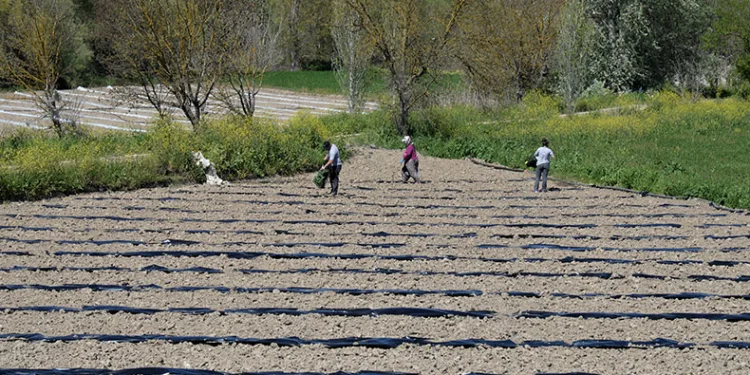 “Osmaneli karpuzu” ilçeye katma değer katacak