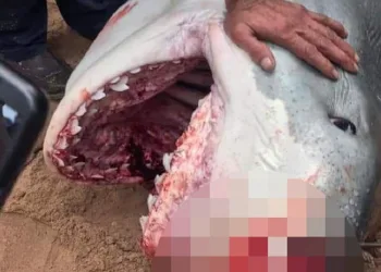 Köpekbalığı saldırısına uğradı, hayatını kaybetti