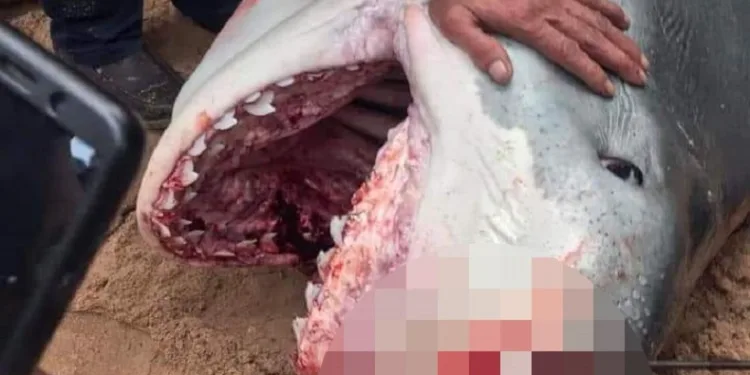 Köpekbalığı saldırısına uğradı, hayatını kaybetti