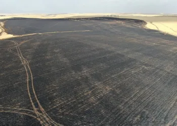 Sigara izmariti 700 dönümlük tarlayı yaktı
