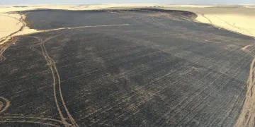 Sigara izmariti 700 dönümlük tarlayı yaktı