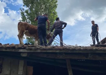 Çatıya çıkan ineği itfaiye ekipleri kurtardı