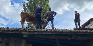 Çatıya çıkan ineği itfaiye ekipleri kurtardı