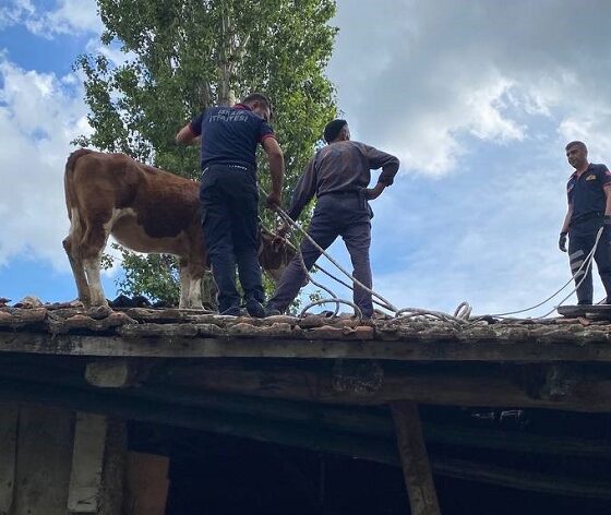 Çatıya çıkan ineği itfaiye ekipleri kurtardı