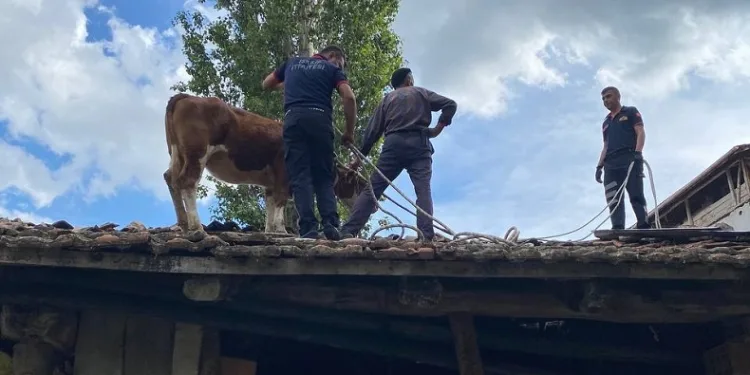 Çatıya çıkan ineği itfaiye ekipleri kurtardı