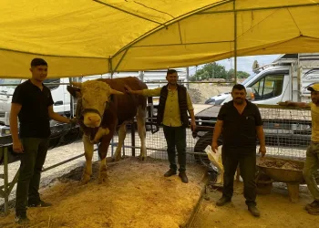 Bu dana 135 bin liraya satıldı
