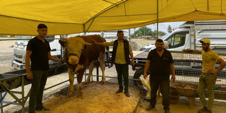 Bu dana 135 bin liraya satıldı
