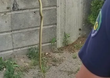 Tellere çıkan yılan, ekipleri harekete geçirdi