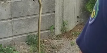 Tellere çıkan yılan, ekipleri harekete geçirdi