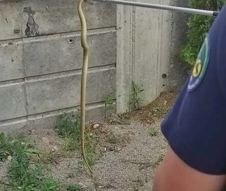 Tellere çıkan yılan, ekipleri harekete geçirdi