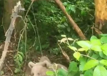 Kovana ulaşmak isteyen ayı, tellere takıldı