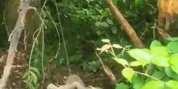Kovana ulaşmak isteyen ayı, tellere takıldı