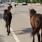 Başıboş Atlar sokaklarda cirit atıyor