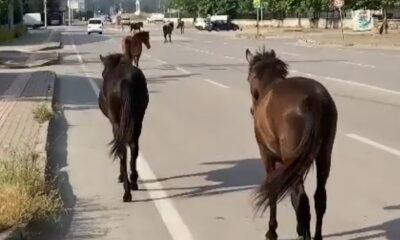 Başıboş Atlar sokaklarda cirit atıyor
