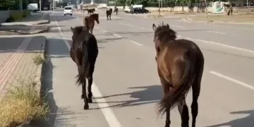 Başıboş Atlar sokaklarda cirit atıyor