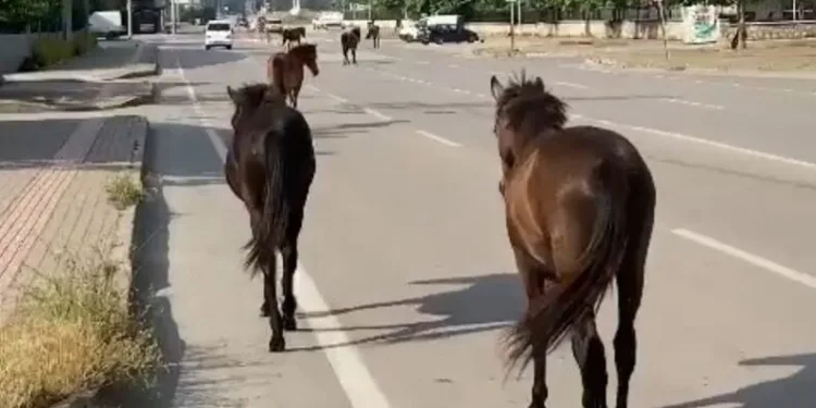 Başıboş Atlar sokaklarda cirit atıyor