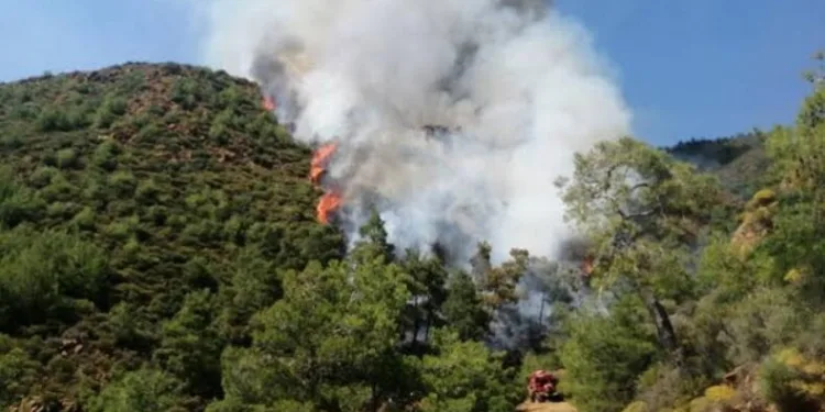 Marmaris’teki Orman yangınının sebebi şoke etti
