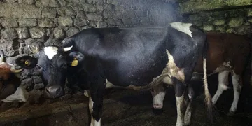 Şap hastalığı nedeniyle giriş ve çıkışı yasaklandı