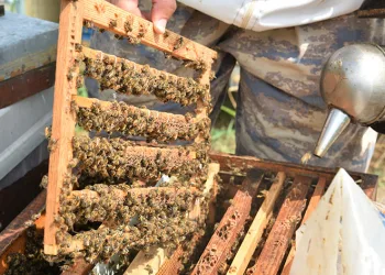 ‘Beyaz altın’ın kilosu dudak uçuklattı