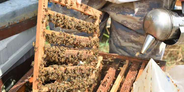 ‘Beyaz altın’ın kilosu dudak uçuklattı