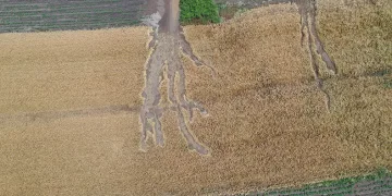 Dolu ve sağanak tarım arazilerine zarar verdi