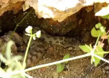 Kocabaş yılanı görüntülendi