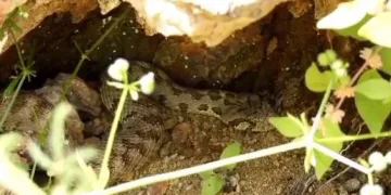 Kocabaş yılanı görüntülendi