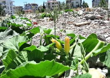 Enkazlarda yeşeren bitkiler büyüyor