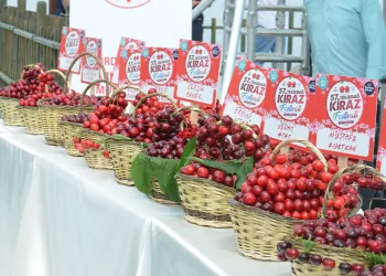 Uluslararası Kiraz Festivali