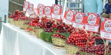 Uluslararası Kiraz Festivali