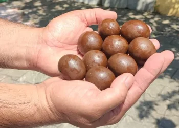 Kurbanlığın karnından çıkanlar şaşırttı