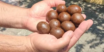 Kurbanlığın karnından çıkanlar şaşırttı