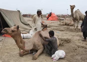 Pakistan’da develer bayram öncesi süslendi