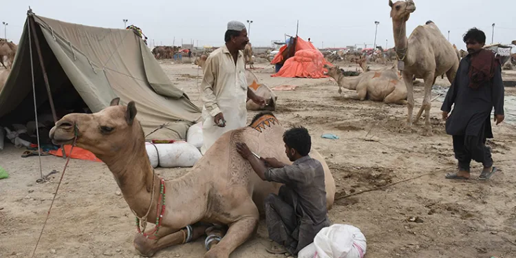 Pakistan’da develer bayram öncesi süslendi