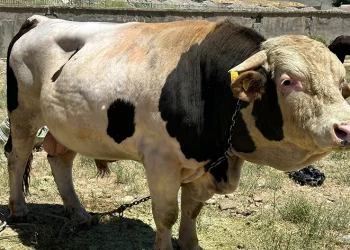 ‘Paşa’ alıcısını bekliyor
