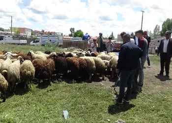 Kurbanlık çok, alan yok