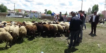 Kurbanlık çok, alan yok