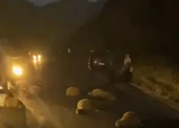 Taksiler koyun sürüsüne daldı
