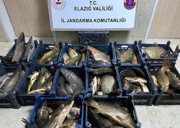 Kaçak balıklar ele geçirildi