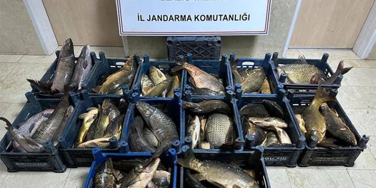 Kaçak balıklar ele geçirildi