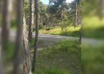Milli Parkta piknikçilere ayı şoku
