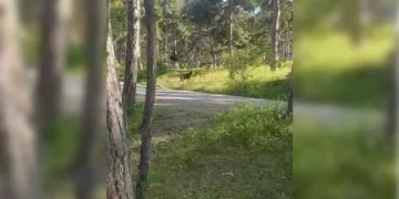 Milli Parkta piknikçilere ayı şoku