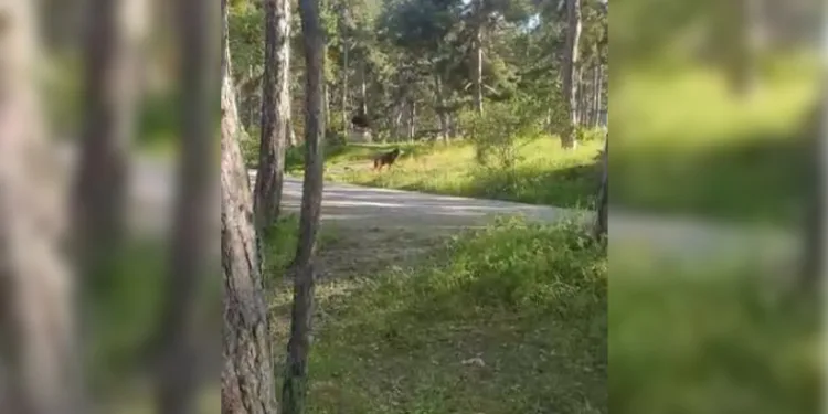 Milli Parkta piknikçilere ayı şoku