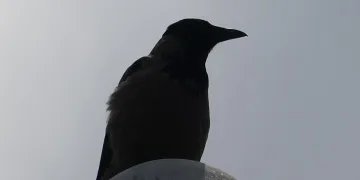 Karga mahalleliye korku salıyor