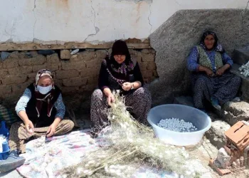 İpek böceği kozası hasat zamanı